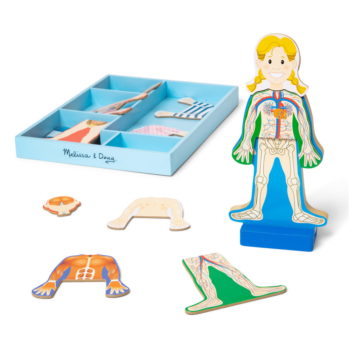 Magnetic Human Body Play Set Q0